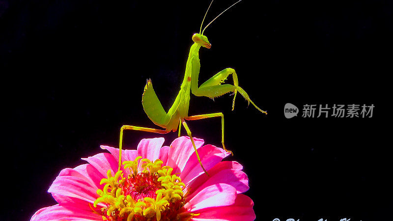 欧洲螳螂(mantis religiosa)，黑色背景上一朵花上的掠食性昆虫